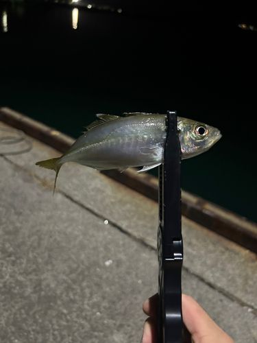 マアジの釣果