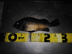 アカメバルの釣果