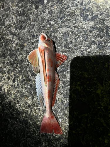 ホウボウの釣果