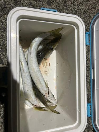 アカカマスの釣果