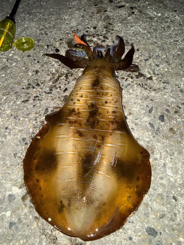 アオリイカの釣果
