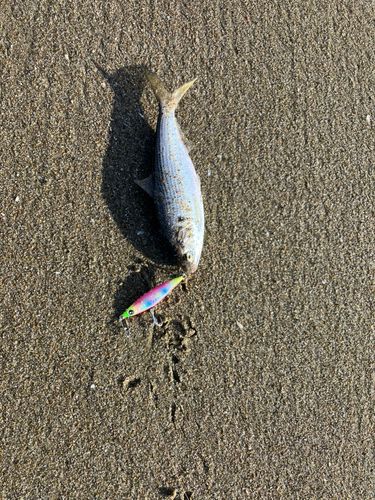 コノシロの釣果