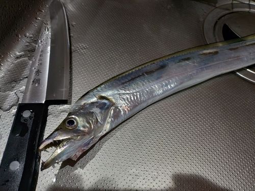 タチウオの釣果