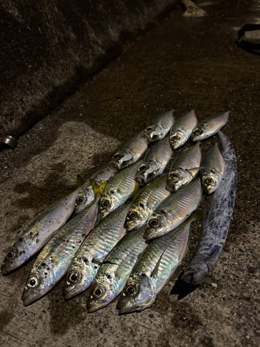 アジの釣果