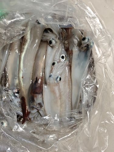 ヤリイカの釣果