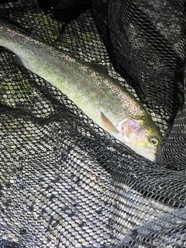 ニジマスの釣果