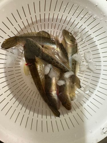 ハゼの釣果