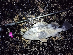 クロソイの釣果