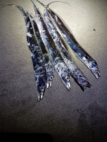 タチウオの釣果