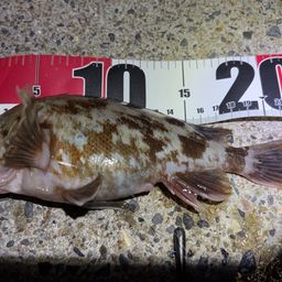 タケノコメバル