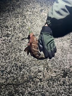 キジハタの釣果