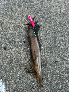 スルメイカの釣果