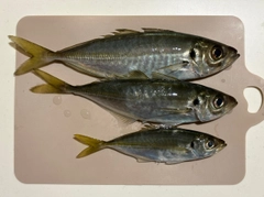 コウイカの釣果