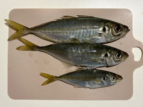 コウイカの釣果