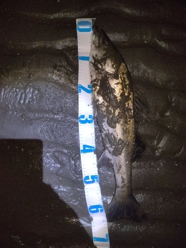 養老川臨海公園