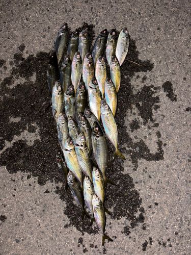 アジの釣果