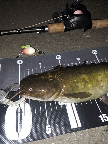 ナマズの釣果