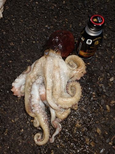 タコの釣果