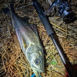 セイゴ（ヒラスズキ）