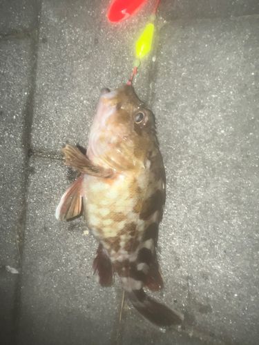 シーサイドコスモ釣り解放区