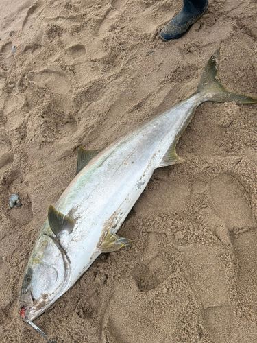 ヒラマサの釣果