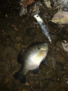 ブルーギルの釣果