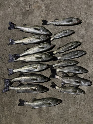 シーバスの釣果
