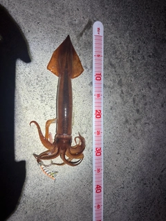 スルメイカの釣果