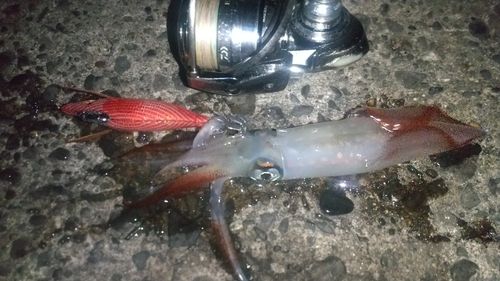 ケンサキイカの釣果