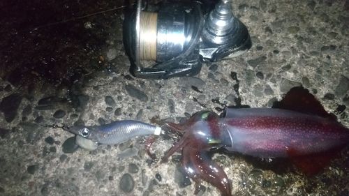 ケンサキイカの釣果