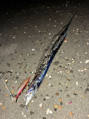 タチウオの釣果