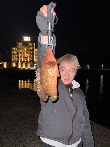 キジハタの釣果