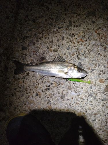 セイゴ（マルスズキ）の釣果