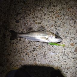 セイゴ（マルスズキ）