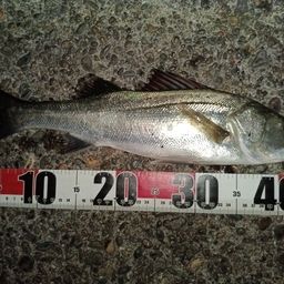 フッコ（マルスズキ）