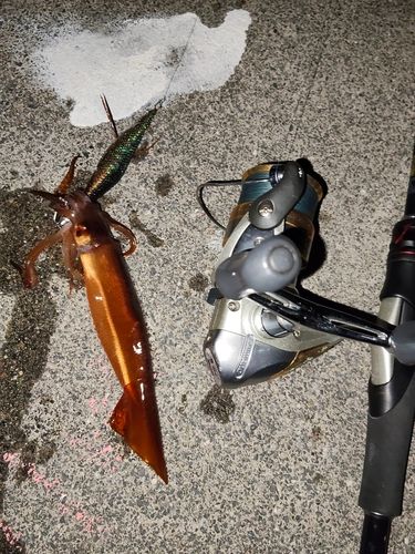イカの釣果