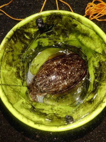 コウイカの釣果