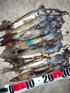 スルメイカの釣果