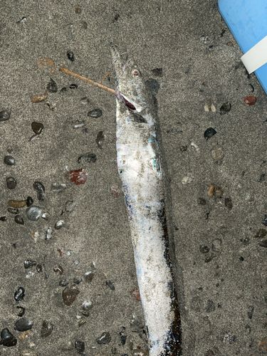 タチウオの釣果