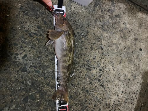 アイナメの釣果