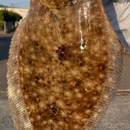 ガンゾウビラメ