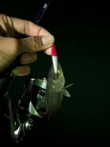 セイゴ（ヒラスズキ）の釣果