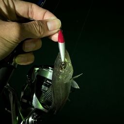 セイゴ（ヒラスズキ）