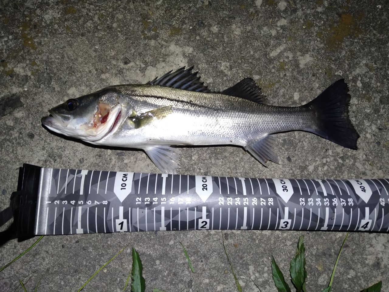 APIA グランデージ スタンダードの最安値・インプレ・釣果 | 本音の