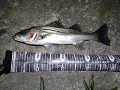 セイゴ（マルスズキ）の釣果