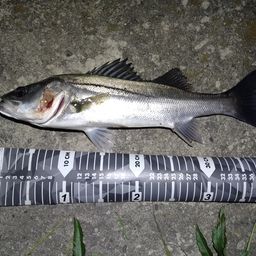 セイゴ（マルスズキ）