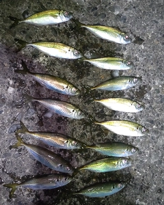 アジの釣果