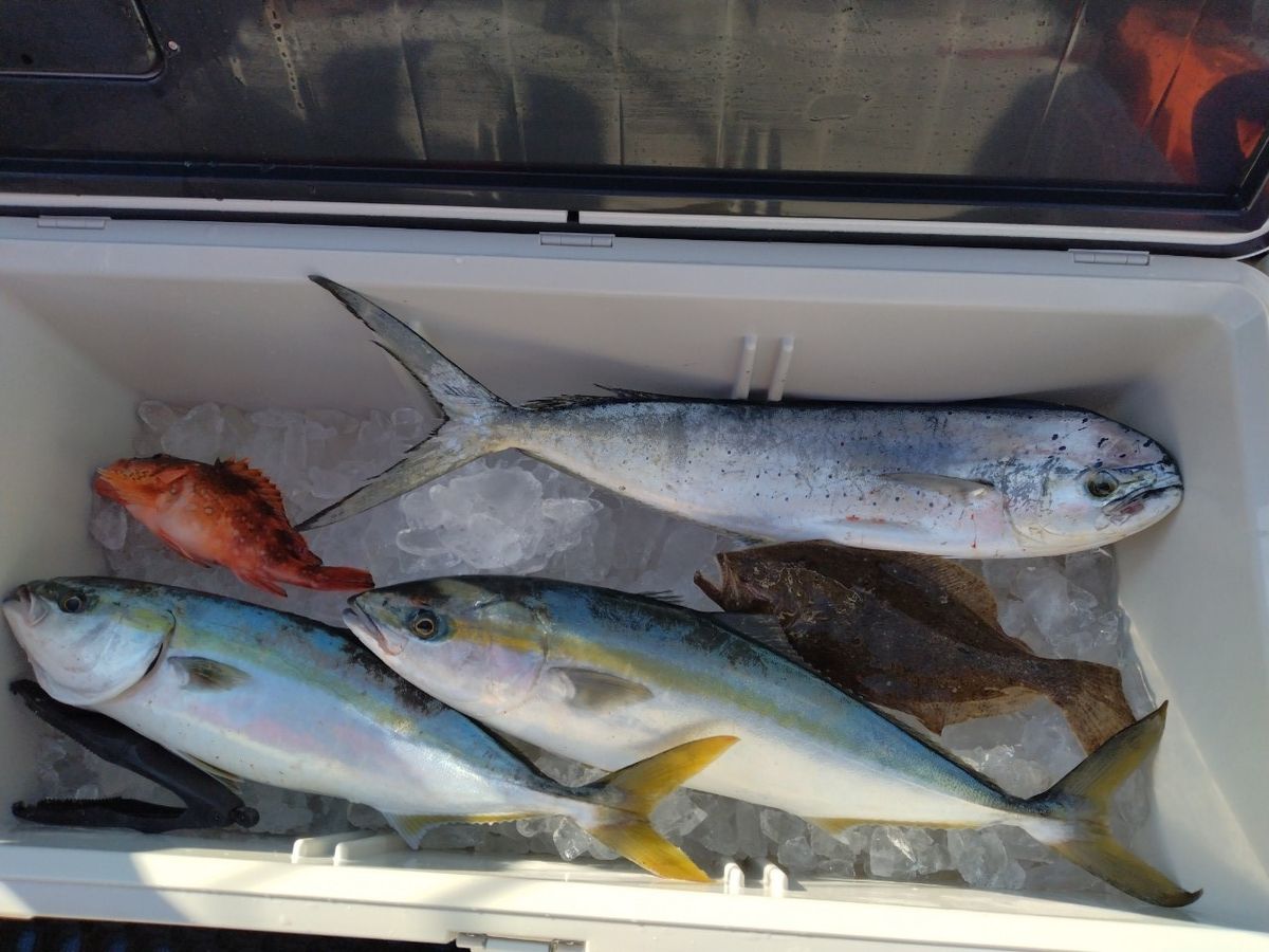 あん子とぐら男さんの釣果 2枚目の画像