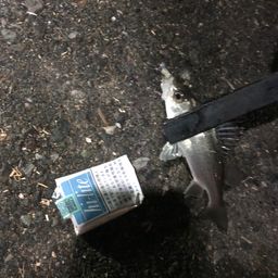 セイゴ（マルスズキ）