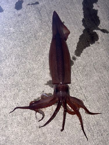 スルメイカの釣果